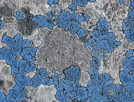 Blue moss Stock Photos