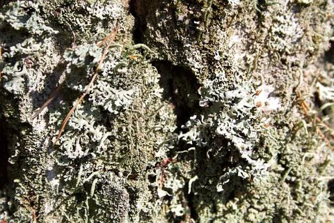Blue moss on the tree bark Stock Photos