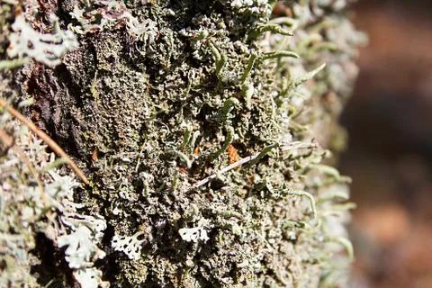 Blue moss on the tree bark Foto stock