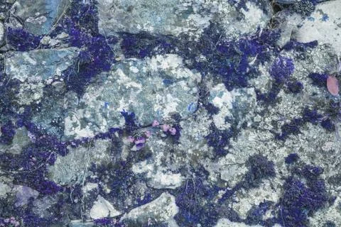 Blue mossy wall background Stock Photos