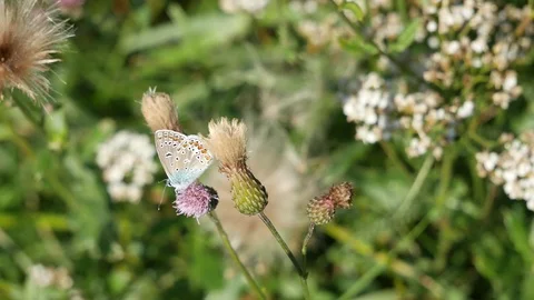 Blue moth on a flower. Video stock 116962136