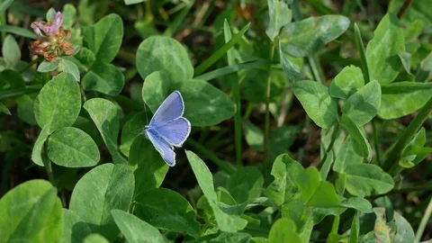 Blue moth on a leaf. Video stock 116652691