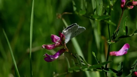 Blue Moth on Purple Flower 스톡 동영상 240645453