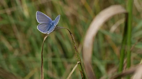 The blue moth sways on a dry blade of grass and cleans its mustache with its Video stock 138141133