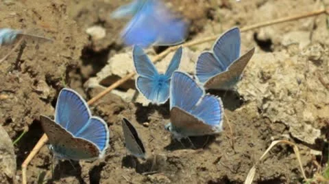 Blue moths Stock Footage 11960322