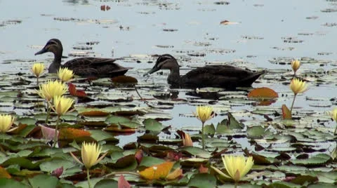 Blue Mountain Ducks Stock Footage 25489803