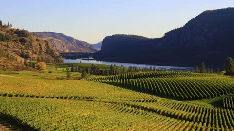 Blue Mountain Vineyard McIntyre Bluff Vaseux Lake Video stock 162596782