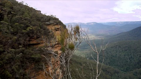 Blue Mountains Australia, small tree in foreground Video stock 122620530