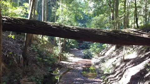 Blue Mountains forrest Stock Footage 168360223