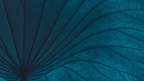 Blue moving leaf background Stock Footage 151716369