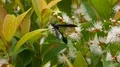Blue Mud Dauber insect aka Spider Wasp close up on bush 4k or 4k+ Resolution