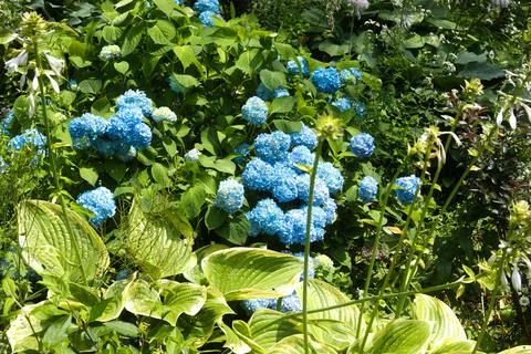 Blue Mum Stock Photos