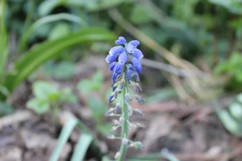 Blue Muscari Flower Stock Photos