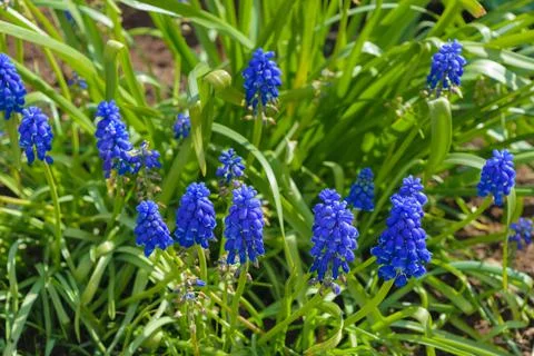 Blue muscari flowers (Grape Hyacinth) in the garden, first purple spring flow Stock Photos
