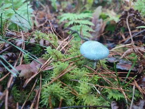 Blue mushroom in the forest Stock Photos