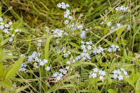 Blue Myosotis Sylvatica Stock-Fotos