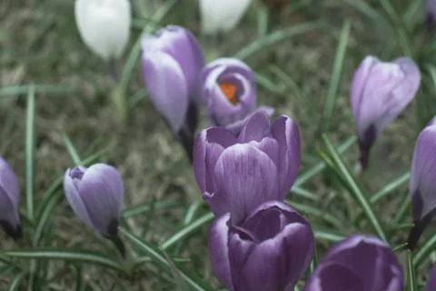 Blue mysterious crocus close up, melancholic and enigmatic flowers Stock Photos