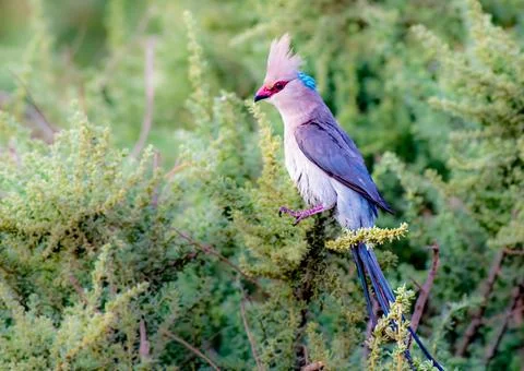 Blue Naped Mousebird perched on a tree Stock Photos