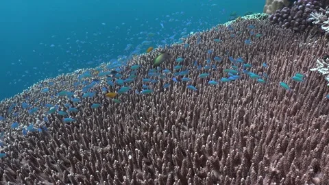 Blue neon Damsel fishes over big table coral on tropical coral reef Stock Footage 180140407