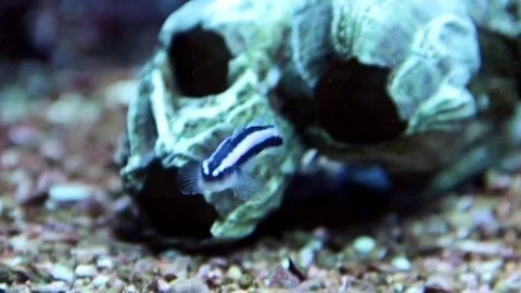 Blue Neon Goby in aquarium Stock Footage