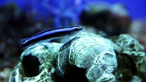 Blue Neon Goby Stock Footage 77863199