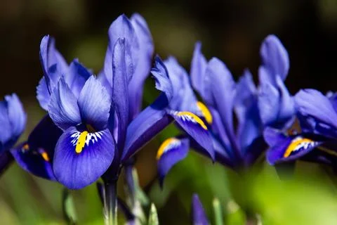Blue netted iris in spring Stock Photos
