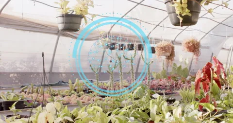 Blue network graphic emerging above greenhouse plants, rotating nodes detaching Stock Footage 315767131