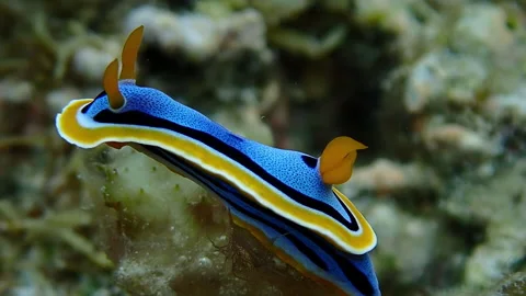 Blue nudibranch close up Stock Footage 132594781