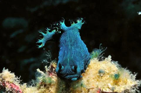 Blue nudibranch Stock Photos