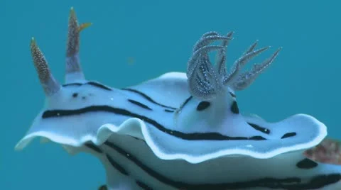Blue Nudibranch Underwater Stock Footage 12234481