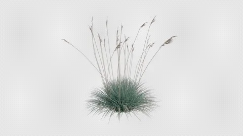 Blue Oat Grass blowing in the wind. Alpha Channel. Loop Animation Video stock 291013084