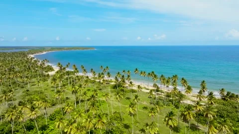 Blue ocean and palm beach. Authentic Caribbean setting. Stock Footage 345517324