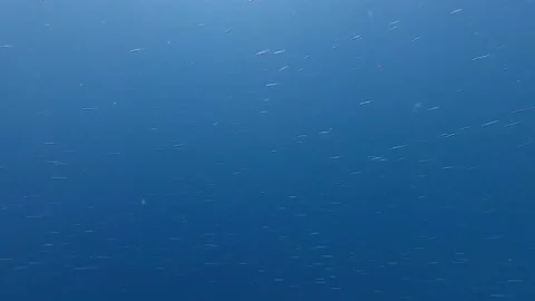 Blue Ocean Backgorund with Fish Swarm Stock Footage 142656564