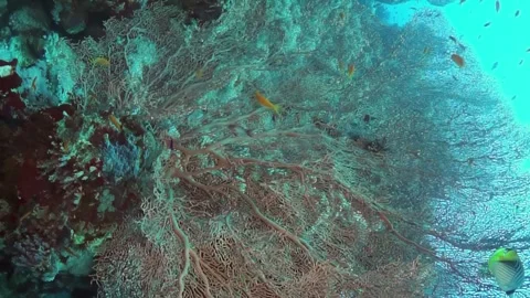 A blue ocean with a coral reef in the foreground Stock Footage 276080853