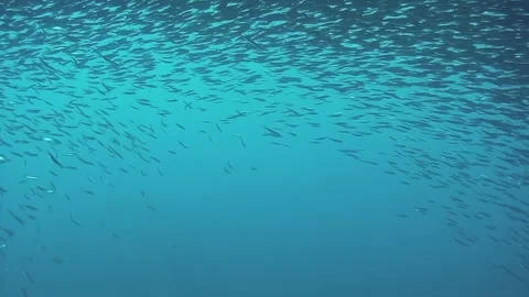A blue ocean with a large number of fish swimming in it Stock Footage 320386343