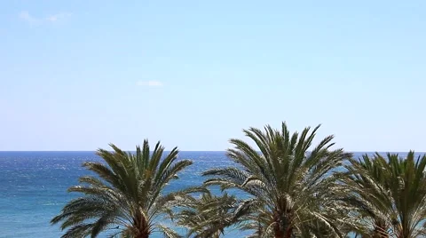 Blue ocean with many palms with wind Stock Footage 58660035