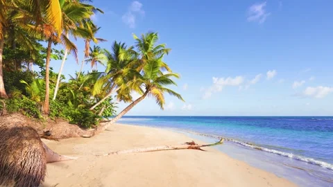 Blue ocean surface on an idyllic tropical island sandy beach with lush palm tree Stock Footage 241490236
