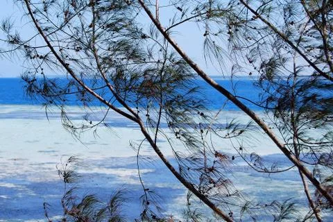 Blue ocean view with trees branches in the front Foto stock