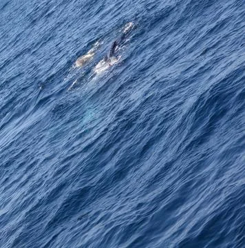 A blue ocean with a wave pattern Stock Photos