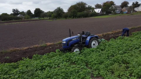 Blue open-type tractor with a driver autumn day plowing a vegetable garden in Uk Stock Footage 166179666