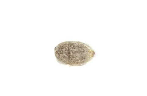 Blue orchard bee cocoon Stock Photos