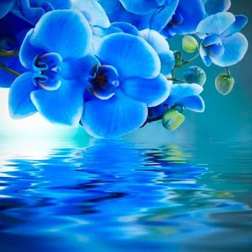 Blue orchid flower Stock Photos