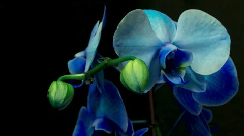 Blue orchid moving Stock Footage 32972370