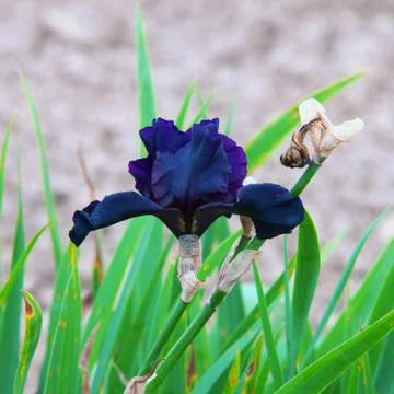 Blue orchid Stock Photos