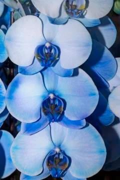 Blue orchid Stockfoto's