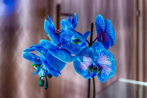 Blue Orchid Stock Photos