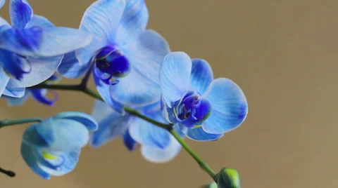 Blue Orchid Track Stockbeeldmateriaal 6963581