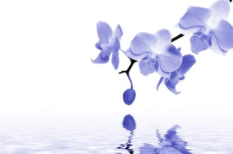 Blue orchids Stock Photos