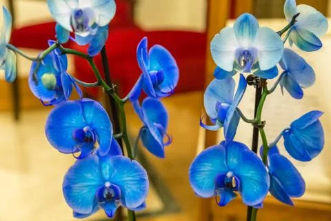 Blue orchids Stock Photos