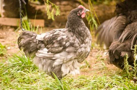 Blue Orpington chicks 스톡 사진